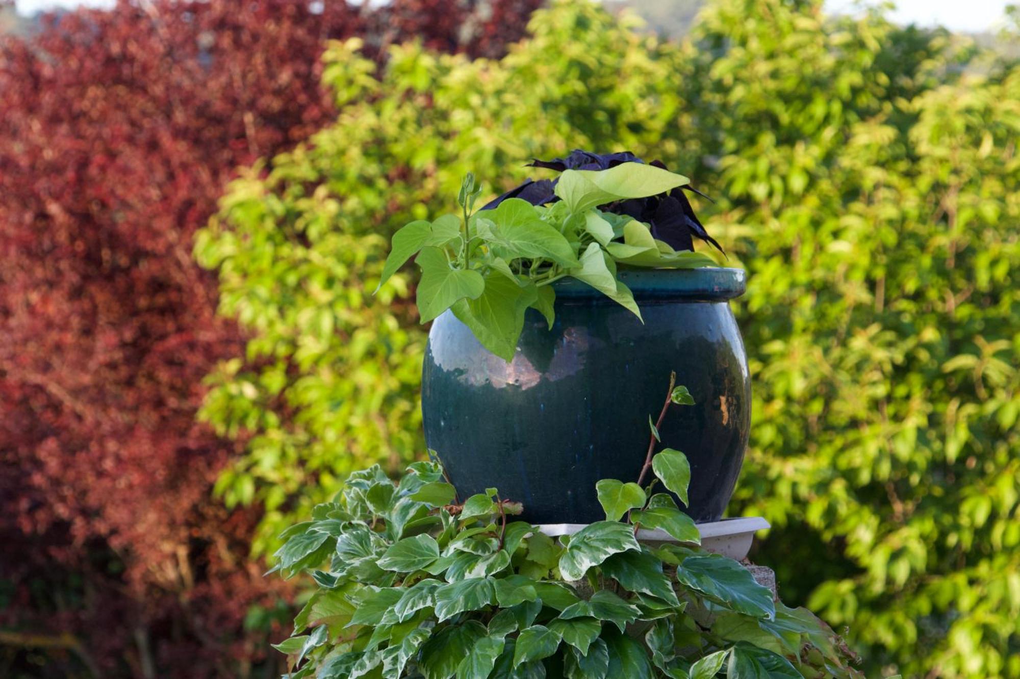 La Bastide Des Roses Bed and Breakfast Saint-Julien-d'Asse Buitenkant foto